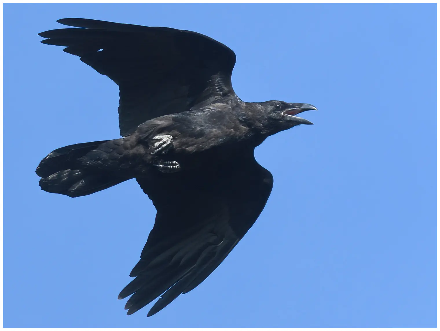 Raaf. Hier vliegend tegen een blauwe hemelachtergrond. Grote vogel met een zeer sterke snavel en wigvormige staart.
