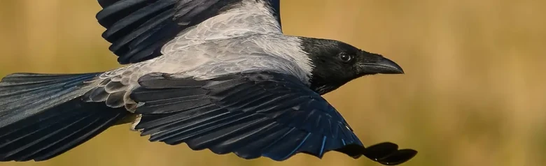 Bonte Kraai. Vliegend, met gras op de achtergrond. De vogel is voornamelijk grijs, maar heeft zwarte vleugels, gezicht en borst.