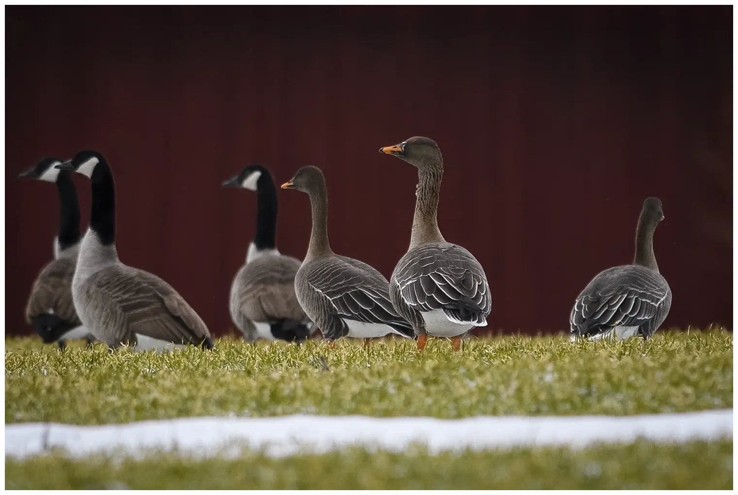 Taigarietgans