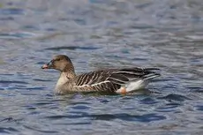 Taigarietgans