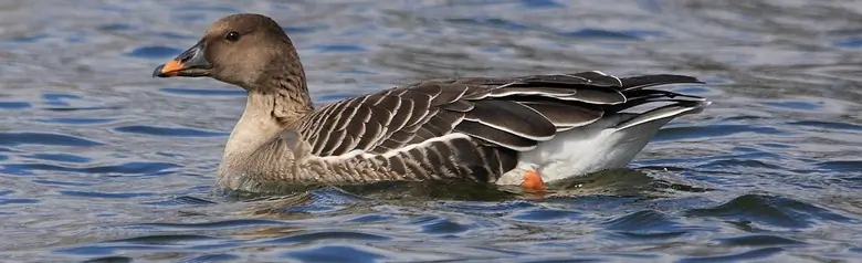 Taigarietgans. Liggend op het water. De poten zijn oranje, net als de snavel, die ook zwarte markeringen heeft.