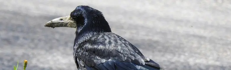 Roek. Volledig zwart met blauwachtige tinten. Lichtgrijze snavel, die extra lang lijkt door de kale grijze huid rond de punt van de snavel.