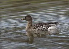 Toendrarietgans