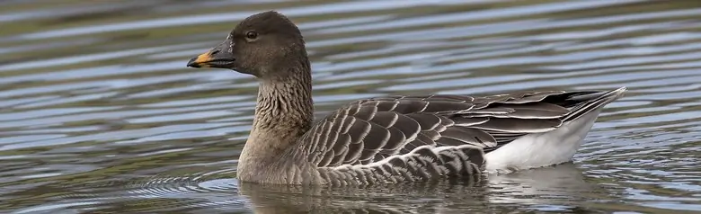 Toendrarietgans. Een kleine bruine gans met een bruine snavel met een oranje vlek.