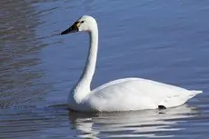 Fluitzwaan