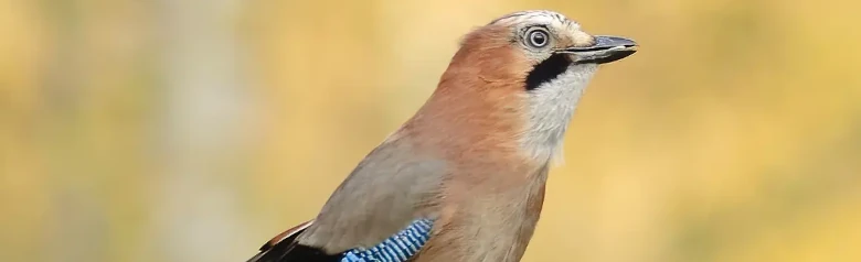 Gaai. Gespikkelde vogel met azuurblauwe vleugelvlek, zwarte baardstreep en witte bovenstuit.