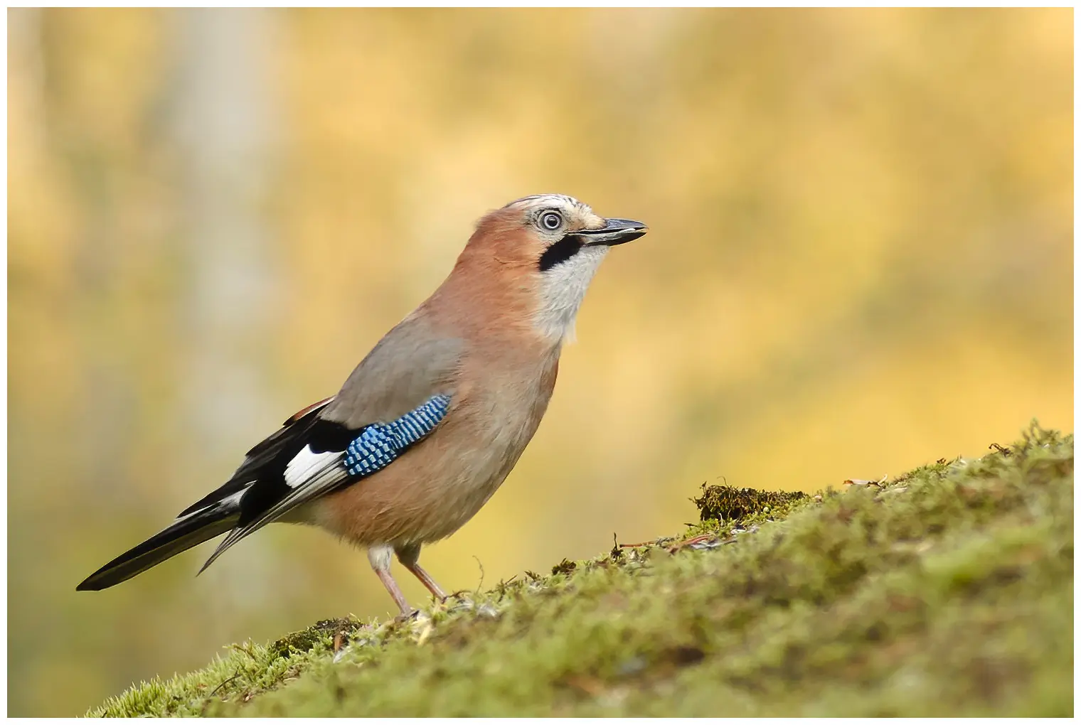 Gaai. Gespikkelde vogel met azuurblauwe vleugelvlek, zwarte baardstreep en witte bovenstuit.