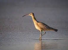 Regenwulp