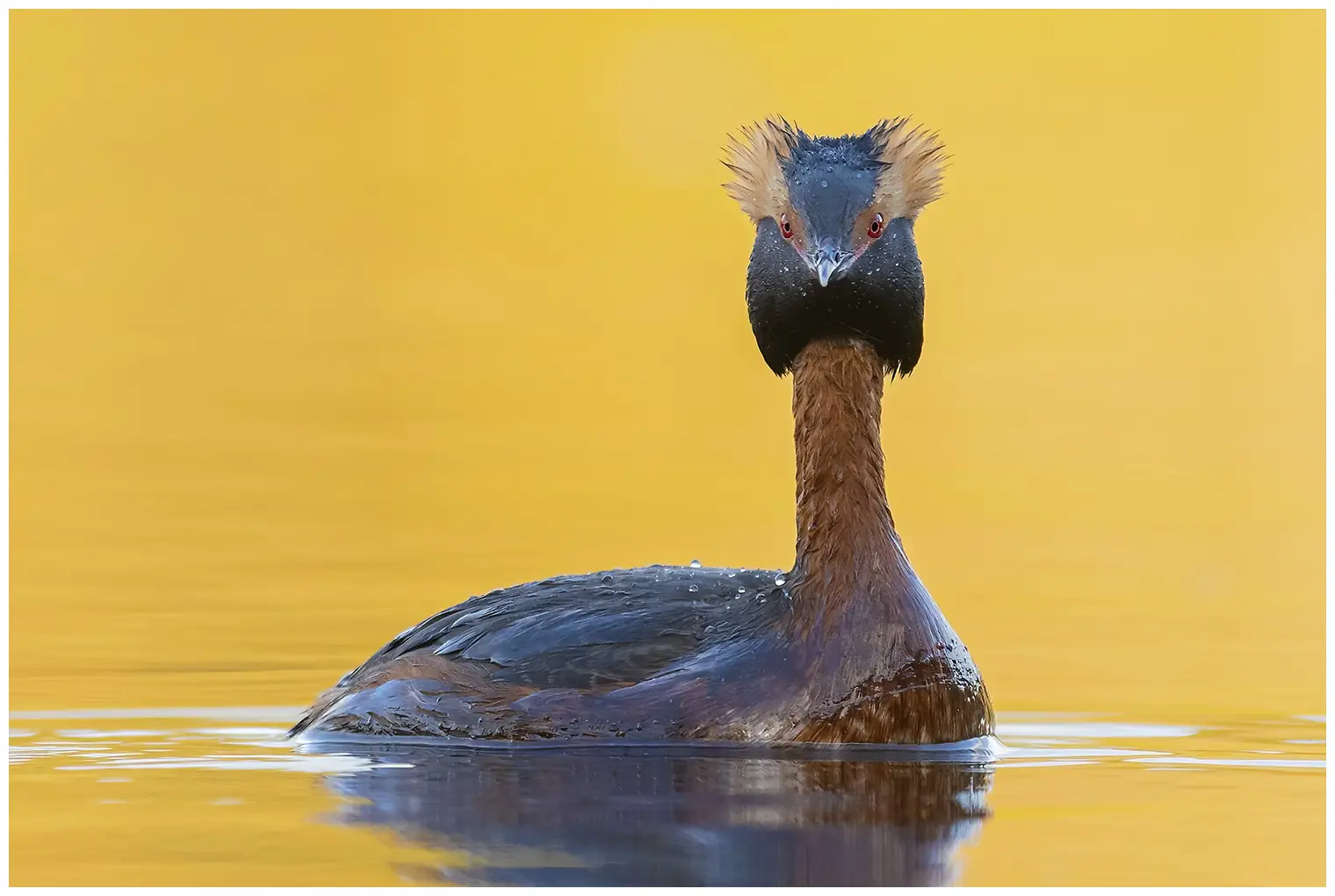 Kuifduiker