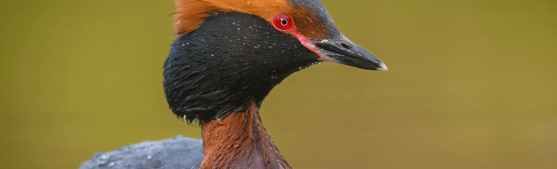 Kuifduiker. Oranje sierveren op het hoofd, zwarte kraag en volledig rode ogen.