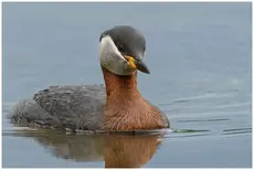 Roodhalsfuut