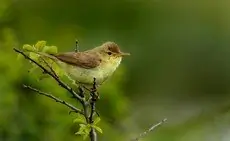 Orpheusspotvogel