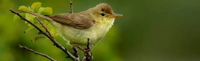 Orpheusspotvogel