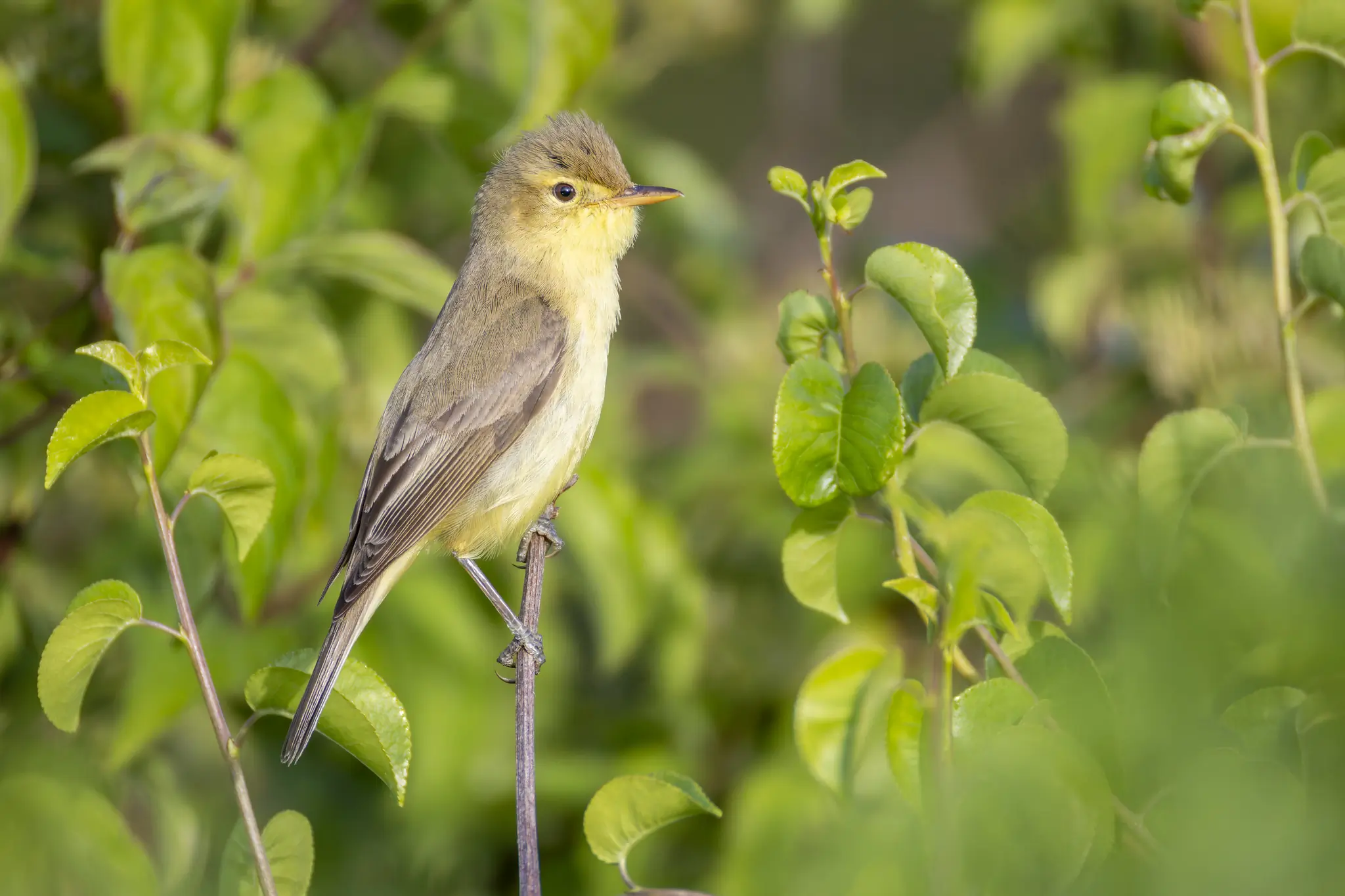 Orpheusspotvogel