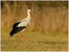Ooievaar