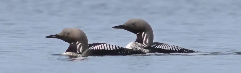 Parelduiker. Twee vogels op het water. Heeft een lange, dikke nek, die vaak in een S-bocht wordt gehouden. Witte vierkanten op de rug en op een zwart veld op de keel.
