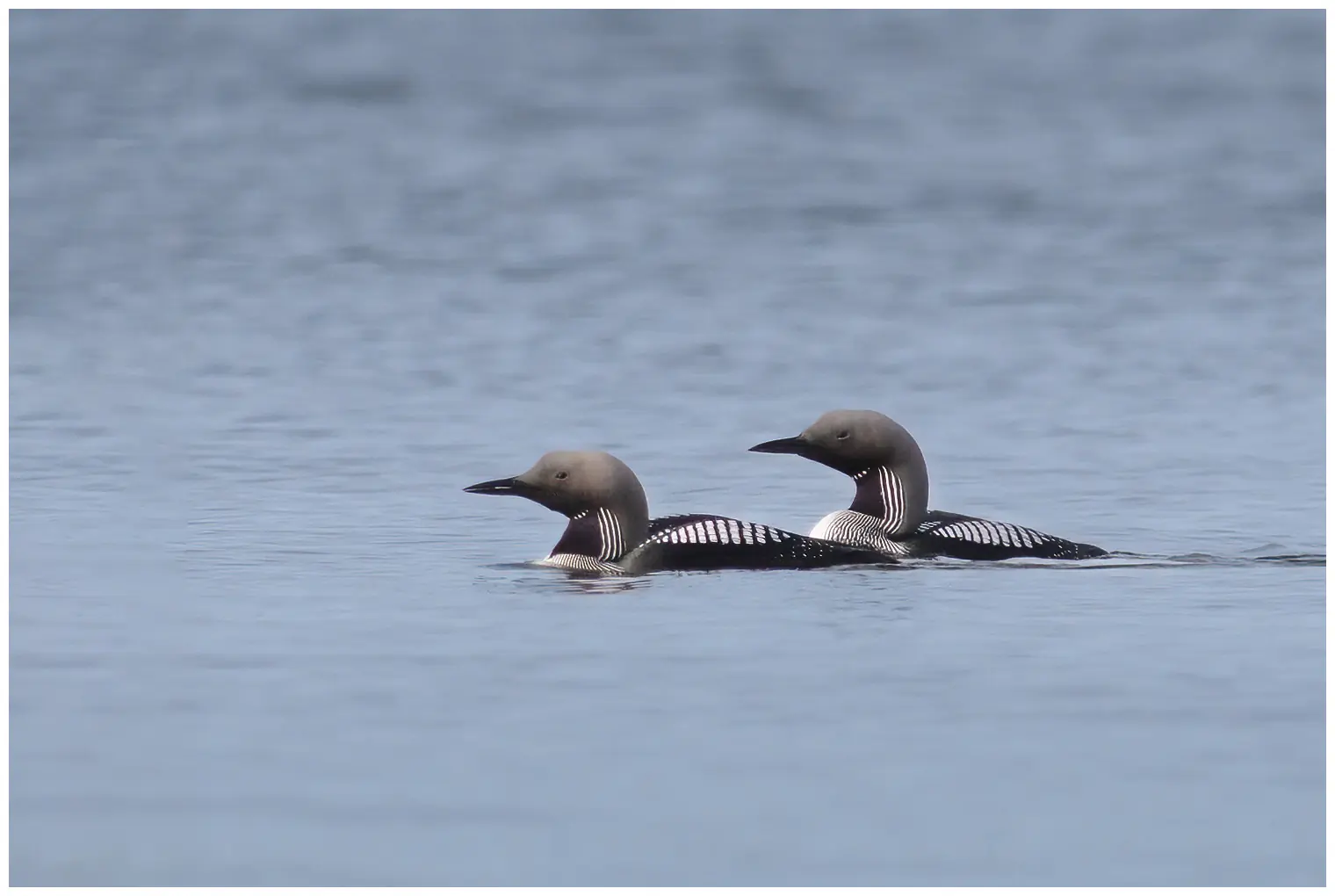 Parelduiker. Twee vogels op het water. Heeft een lange, dikke nek, die vaak in een S-bocht wordt gehouden. Witte vierkanten op de rug en op een zwart veld op de keel.