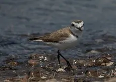 Strandplevier