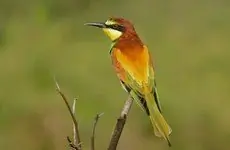 Bijeneter