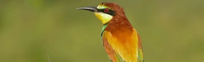 Bijeneter