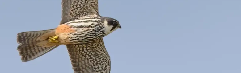 Boomvalk. Hier gezien tijdens de vlucht. Een klassieke valk met lange, slanke, puntige vleugels en een vrij korte staart.