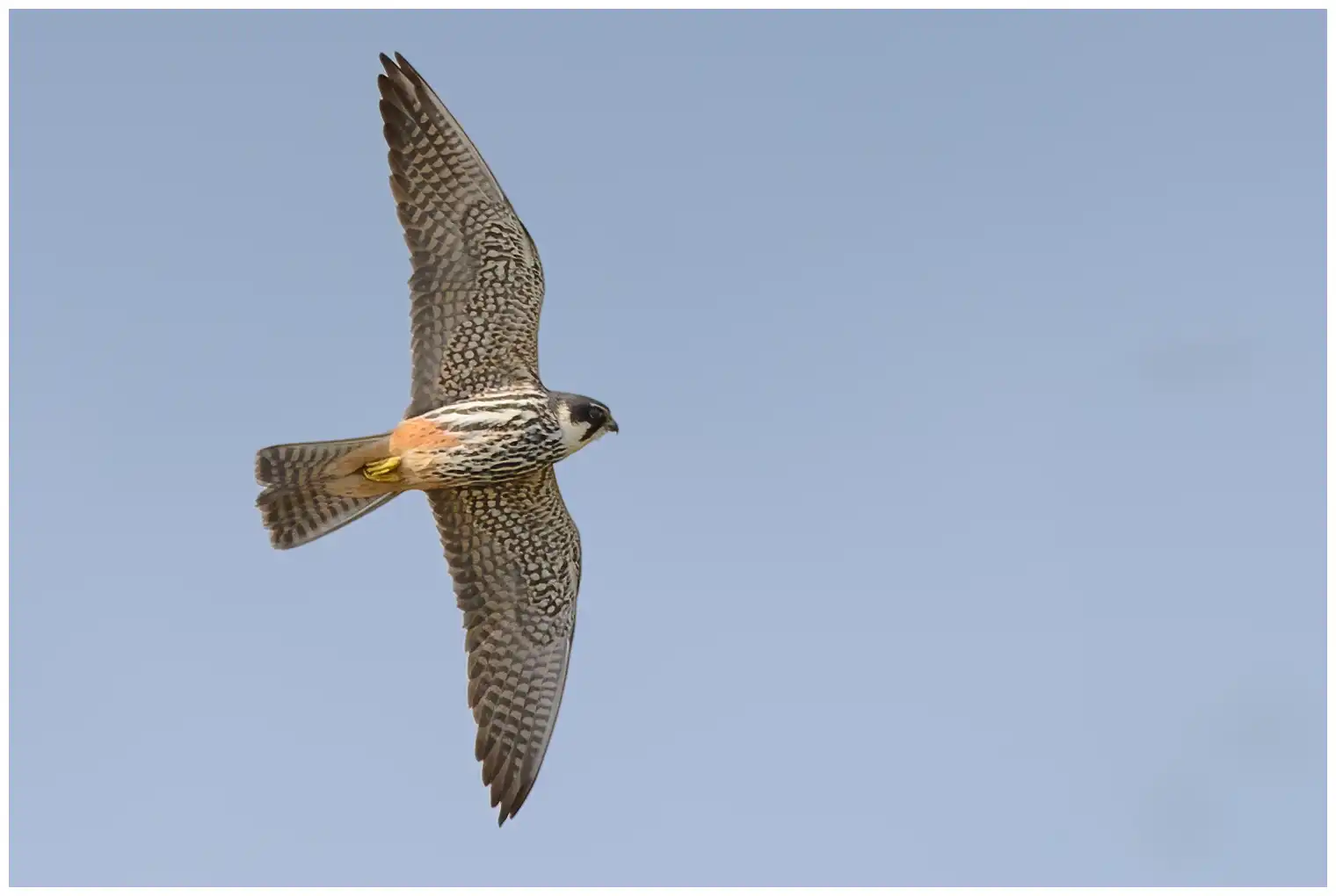 Boomvalk. Hier gezien tijdens de vlucht. Een klassieke valk met lange, slanke, puntige vleugels en een vrij korte staart.
