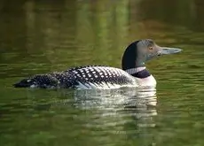 IJsduiker