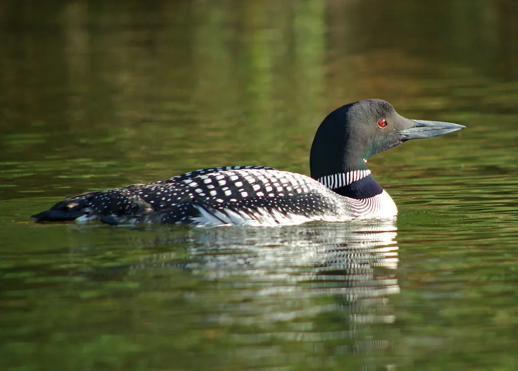 IJsduiker. Krachtige, dolkvormige snavel die horizontaal wordt gehouden. Grote kop en sterke nek met witte vlekken op de zijkanten.
