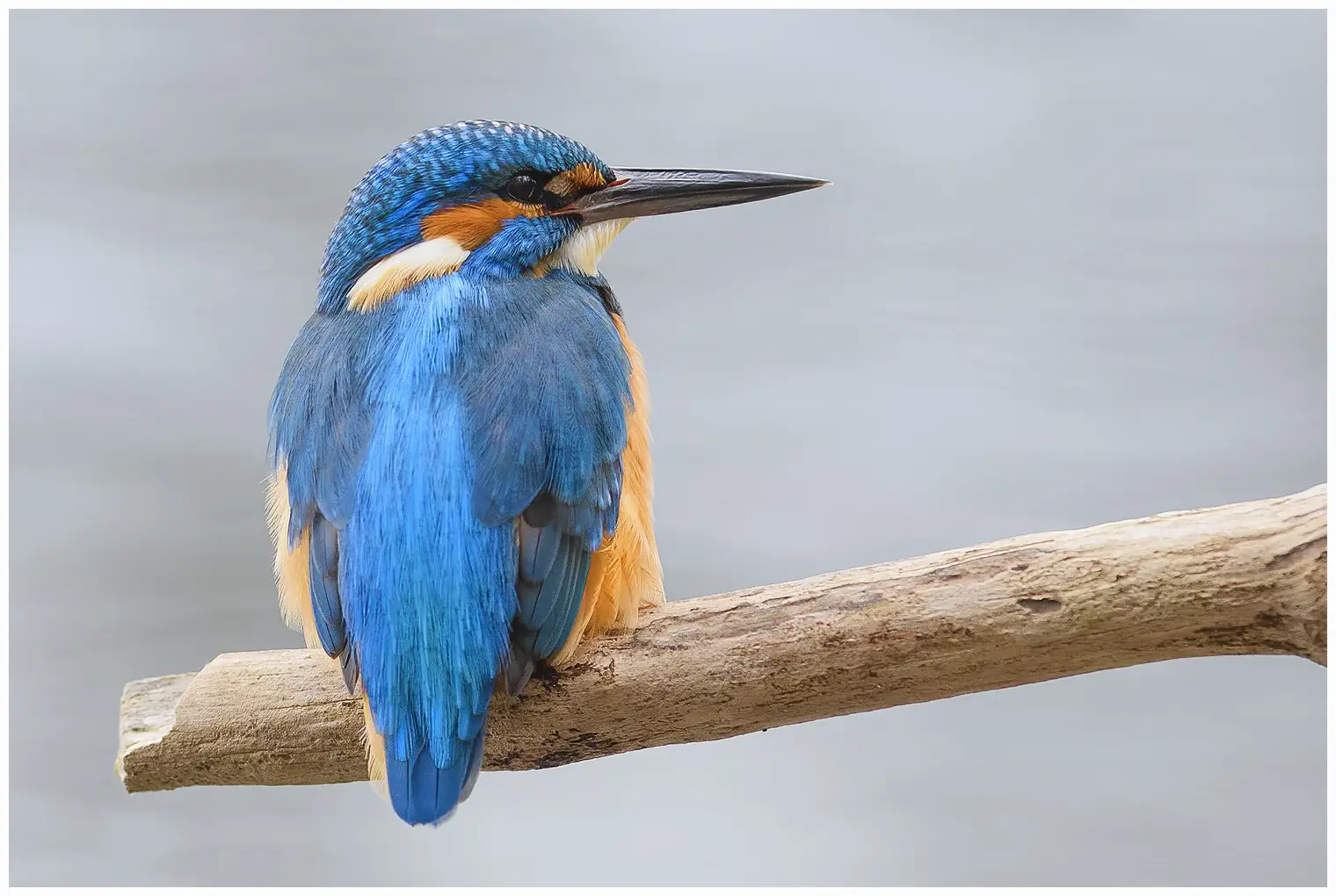 IJsvogel