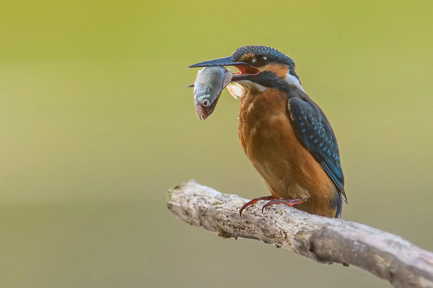 IJsvogel