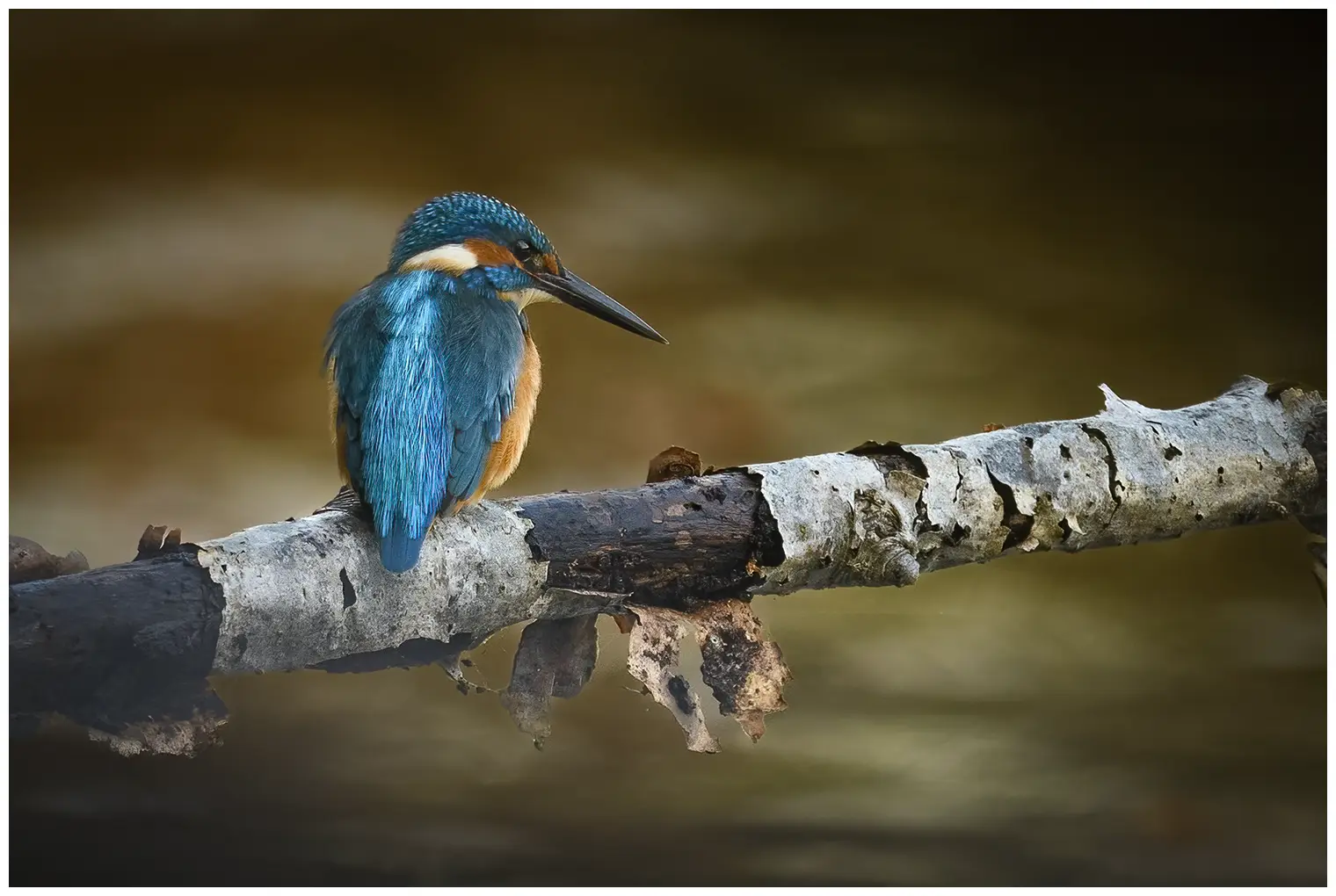 IJsvogel