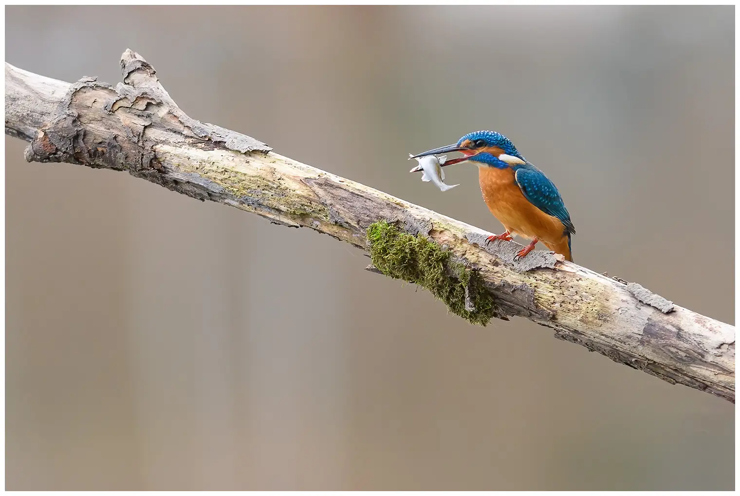 IJsvogel