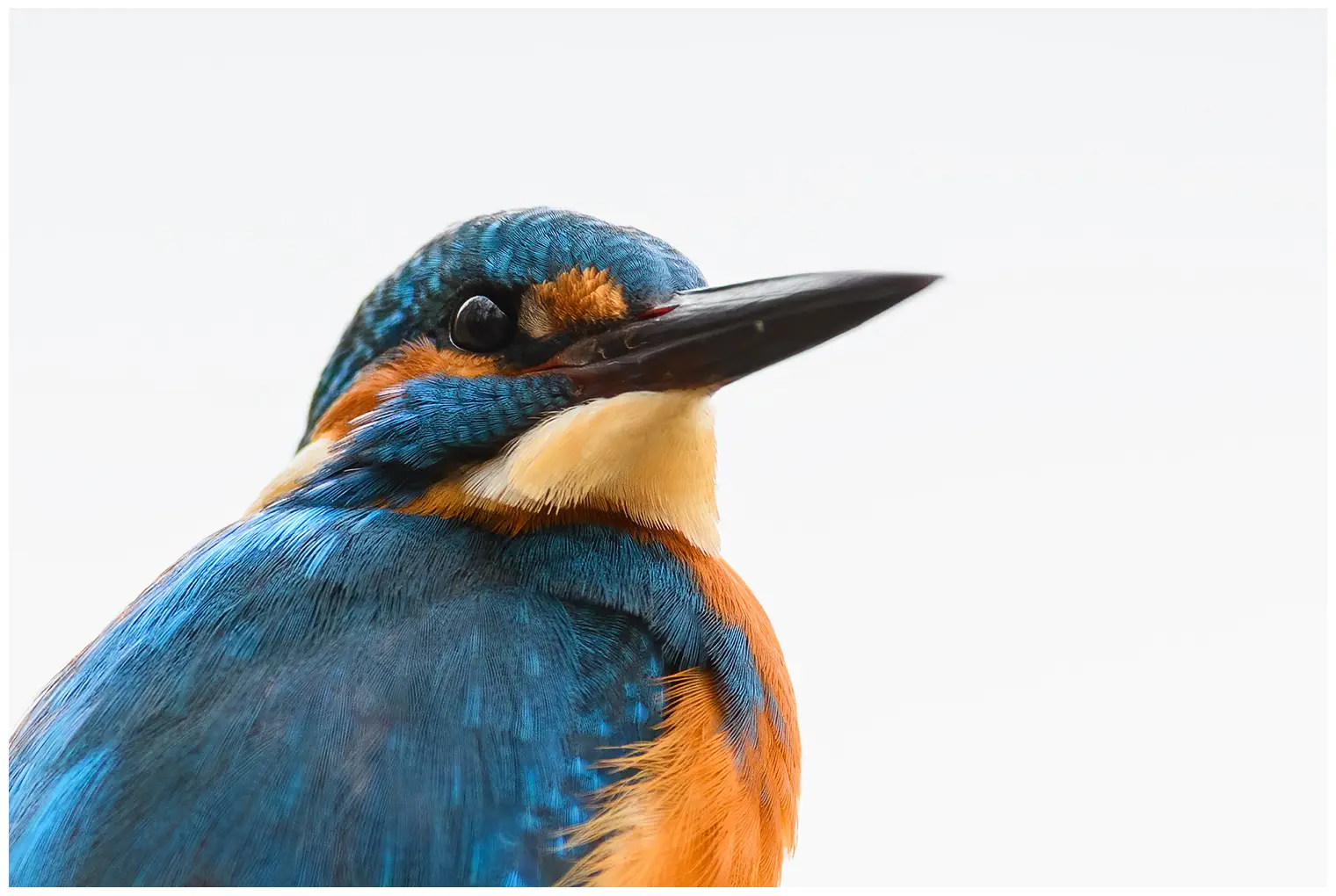 IJsvogel