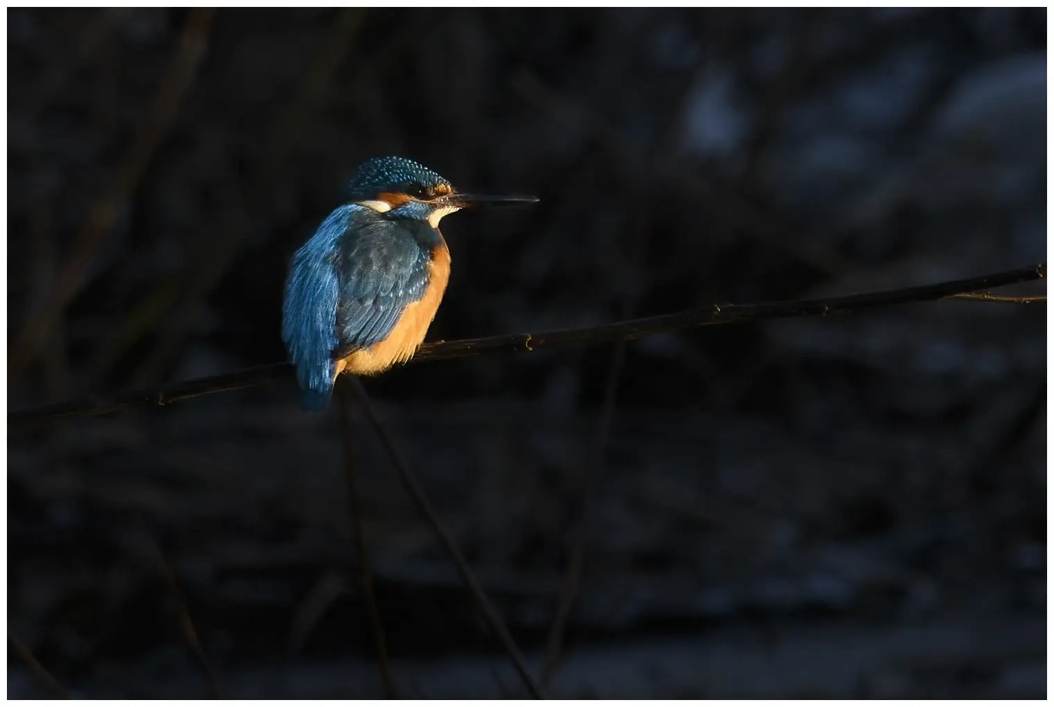 IJsvogel