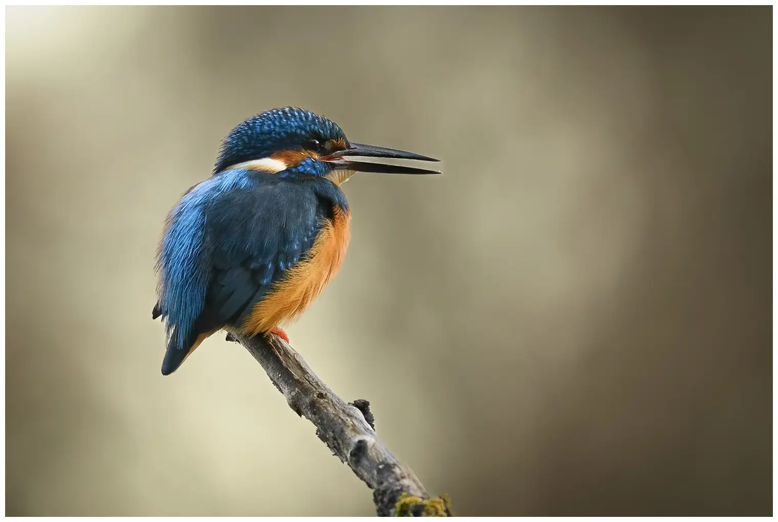 IJsvogel