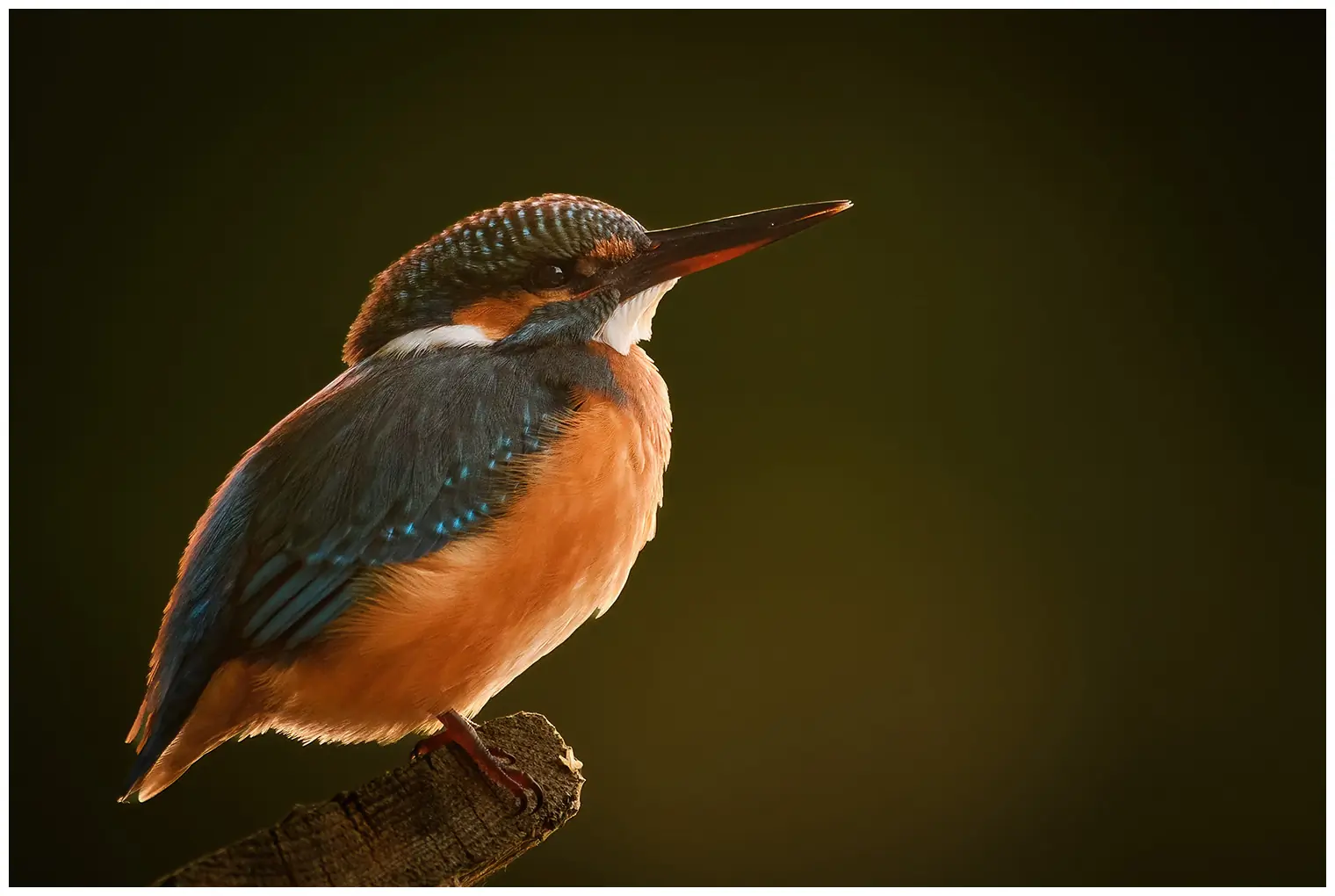 IJsvogel