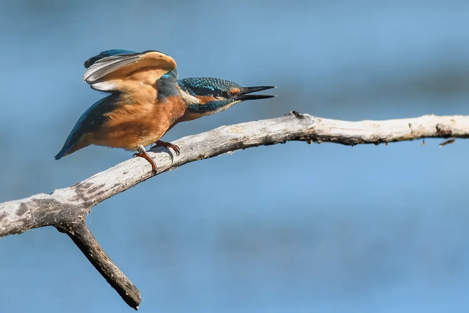 IJsvogel