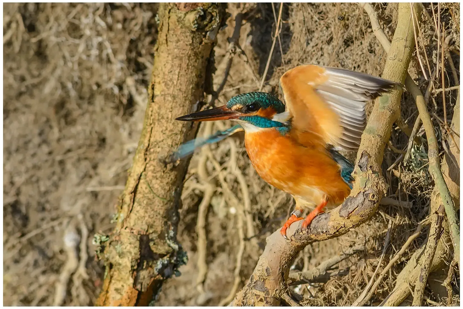 IJsvogel