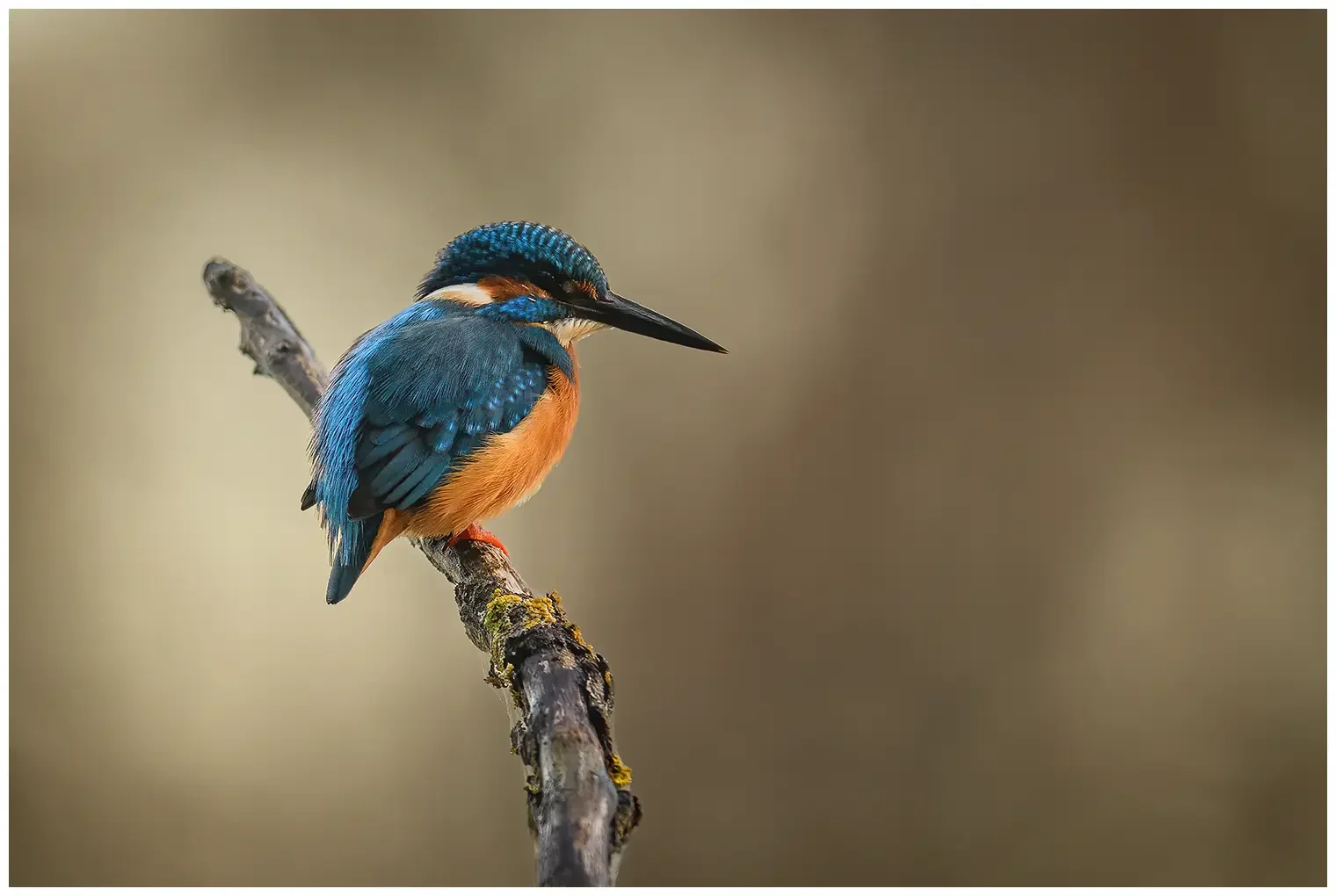 IJsvogel