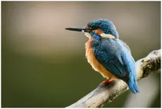 IJsvogel