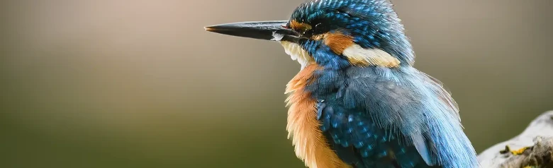 IJsvogel
