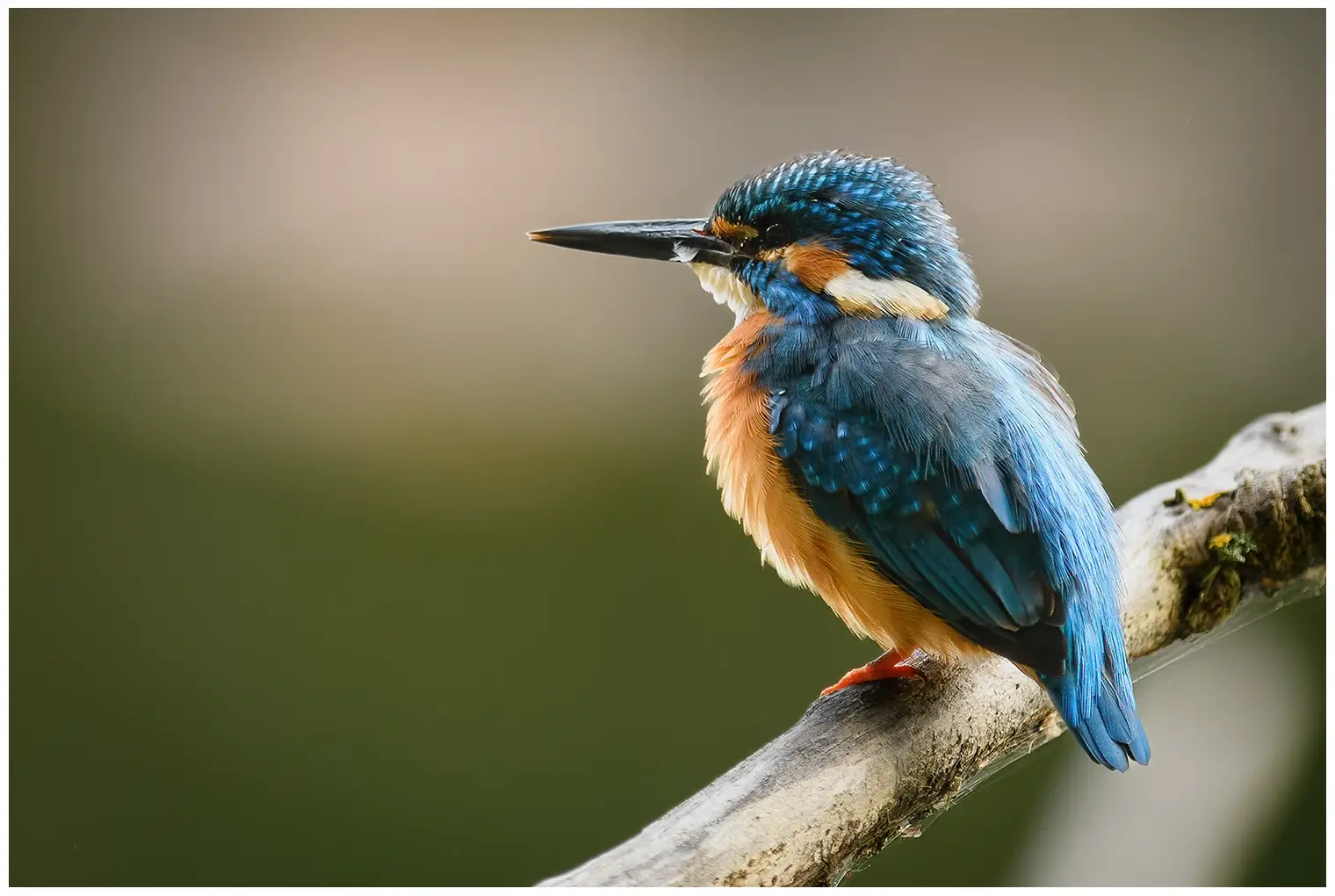 IJsvogel