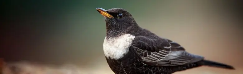 Beflijster. Attente mannetjesvogel op de grond. Halvemaanvormige lichte ring op de borst.