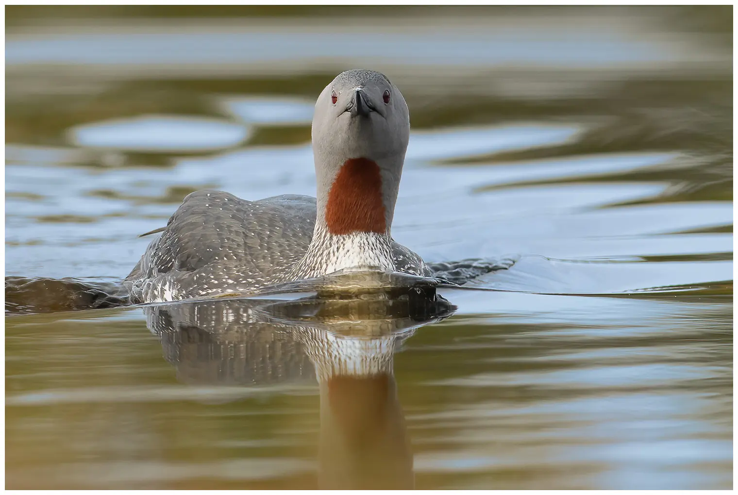 Roodkeelduiker