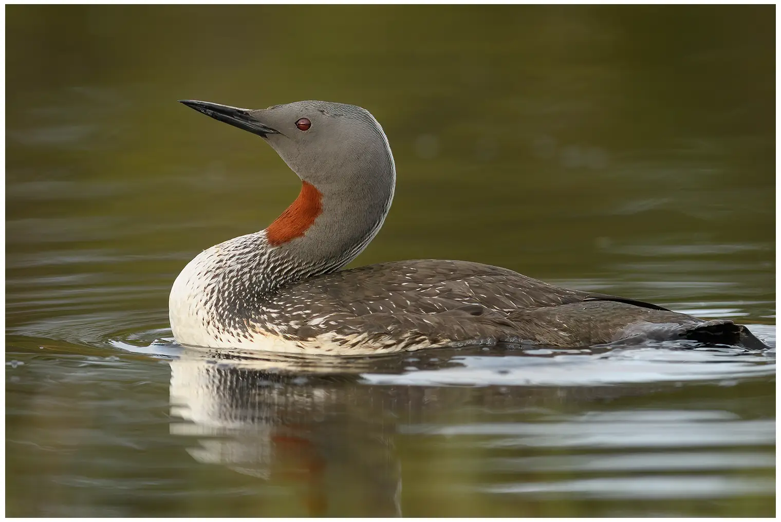 Roodkeelduiker