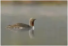 Roodkeelduiker