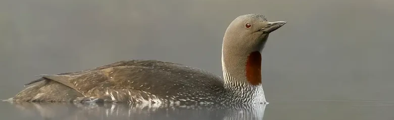 Roodkeelduiker. Roodbruin gebied op de keel en een zwart-wit gestreepte nek.