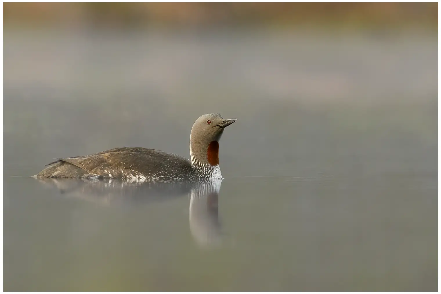 Roodkeelduiker. Roodbruin gebied op de keel en een zwart-wit gestreepte nek.