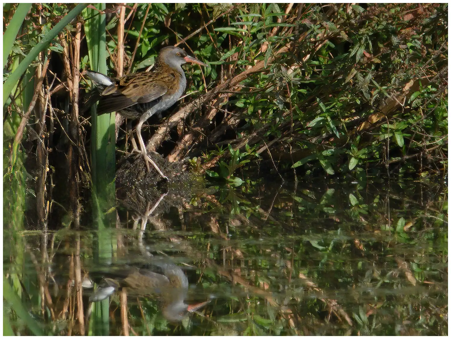 Waterral