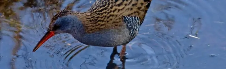 Waterral